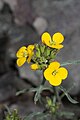 Erysimum capitatum