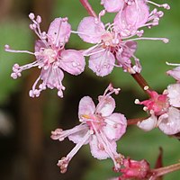 シモツケソウ、伊吹山（滋賀県米原市）にて（2016年8月27日撮影）