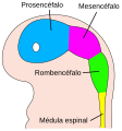 Imagen del desarrollo del tubo neural en un embrión humano de 4 semanas