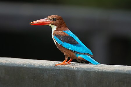 White-throated kingfisher, by JJ Harrison