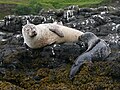 Image 3A common or harbour seal breast-feeding a pup on Skye Credit: Nevit Dilmen