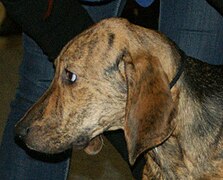 Head of Plott Hound.jpg