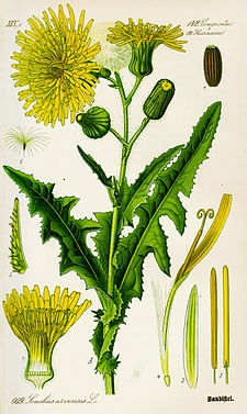 Sonchus arvensis