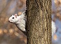 Image 91White (leucistic) eastern gray squirrel perched on a tree in Brooklyn