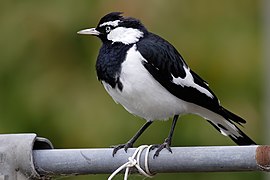 Male magpie lark in suburban garden