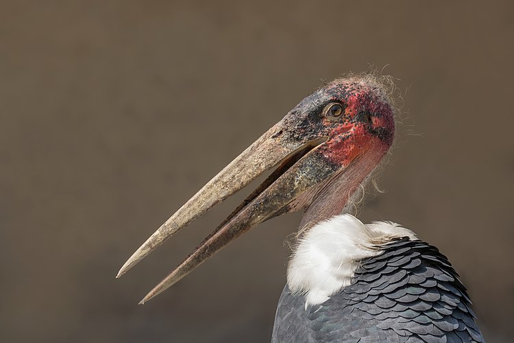 Африканский марабу (Leptoptilos crumeniferus)