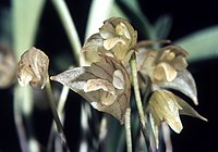 Masdevallia campyloglossa