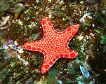 菊海星（Pentagonaster duebeni）