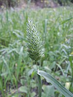 kanariezaad (Phalaris canariensis)