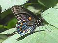 Pipevine Swallowtail, Battus philenor.