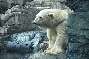 ホッキョクグマ（ニューヨーク州のセントラル・パーク動物園、2009年）