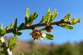 Prunus fasciculata (Desert almond)
