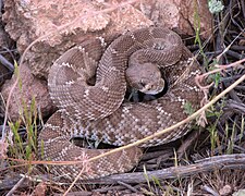 Red diamond rattlesnake (crotalus exsul).jpg