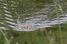 Riverbend Ponds (14377284734).jpg