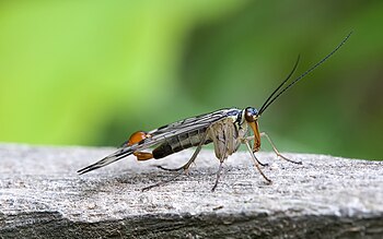 Common scorpionfly