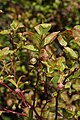 Vaccinium alaskaense