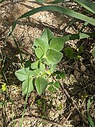 Vicia johannis2.jpg