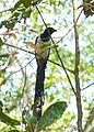 White-bellied treepie