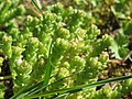 Scharfer Mauerpfeffer Sedum acre