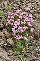 Douglasia laevigata