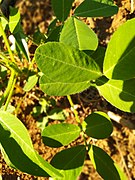 Arachis hypogaea L.jpg