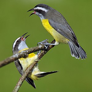 Two bananaquits on a branch