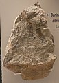 Barinophyton citruliforme fossil