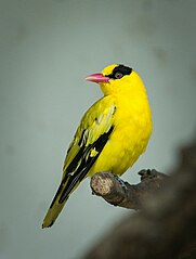 Black Naped Oriole