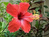 Estambres monadelfos en malváceas (en la foto la rosa china, Hibiscus rosa-sinensis). Las 5 cabezuelas coloradas son los estigmas del gineceo que atravesó el tubo estaminal.