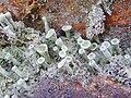 Cladoniaceae : Cladonia fimbriata