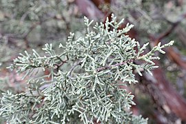 Cupressus glabra, Sedona, Coconino County, Arizona 4.jpg