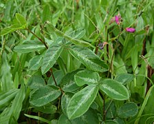 Desmodium incanum closeup.jpg