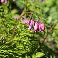 Dicentra formosa