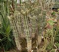 Euphorbia handiensis