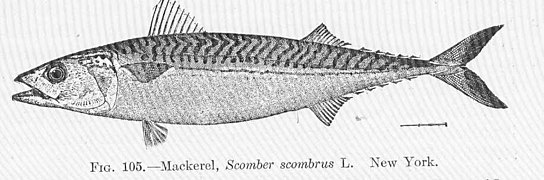 FMIB 51642 Mackerel, Scomber scombrus L New York.jpeg