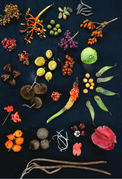 Forest fruits from Barro Colorado.png