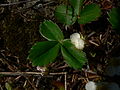 Fragaria virginiana