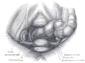 Pelvis dan isinya, dilihat dari atas dan depan.