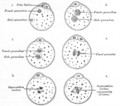 The process of fertilization in the ovum of a mouse.