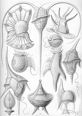 Espécies da classe Peridinea, subfilo Dinozoa, na Kunstformen der Natur de Haeckel