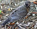 Juvenile American Robin (Turdus migratorius)