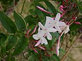 National flower of Pakistan