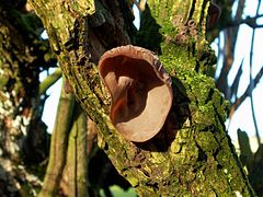 Oreille-de-Judas sur un arbre en Grande-Bretagne