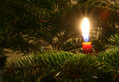 Christmas candle on a Christmas tree