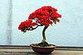 Kurume Azalea bonsai in bloom (in training since 1982), US National Arboretum