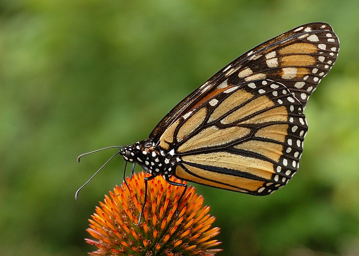 Бабочка «Монарх» (Danaus plexippus) на цветке Эхинацеи пурпурной (Echinacea purpurea).