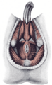 Musculatura do períneo masculino.