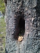 Mushrooms in a tree.jpg