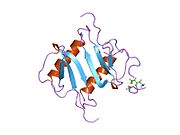 1ilq​: CXCR-1 Н-терминални пептид везан за интерлеукин 8 (минимизована средина)