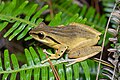 Polypedates megacephalus, Spot-legged tree frog - Phu Kradueng National Park